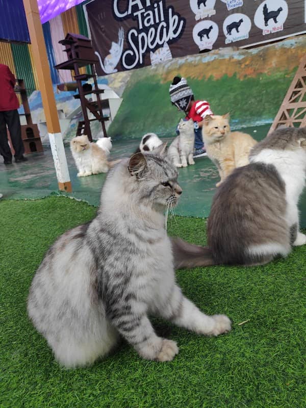 Cat House Cameron Highlands - Image 1