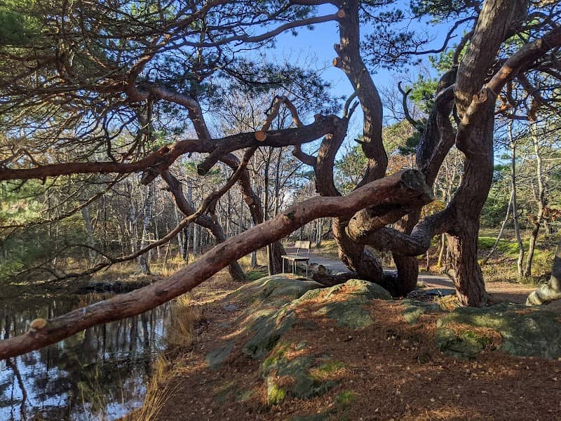 Näckrosdammen - Image 2
