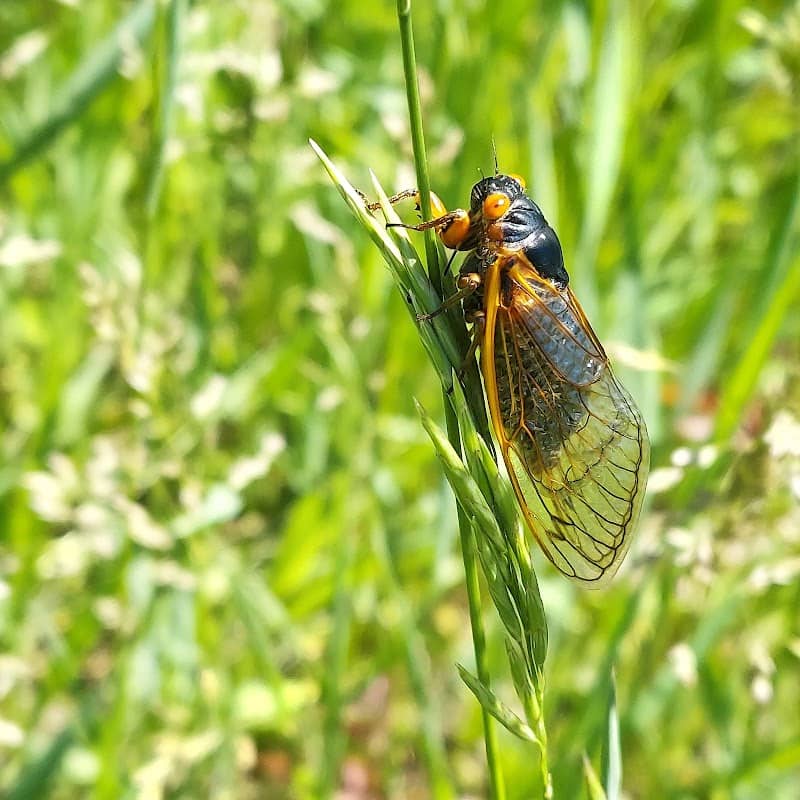 Lyons Wildlife Area - Image 1
