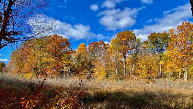 Macyville Woods Nature Preserve - Image 1