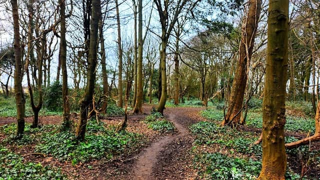 Bluebell Woods - Image 1