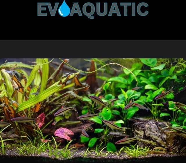 Evoaquatic - Image 1