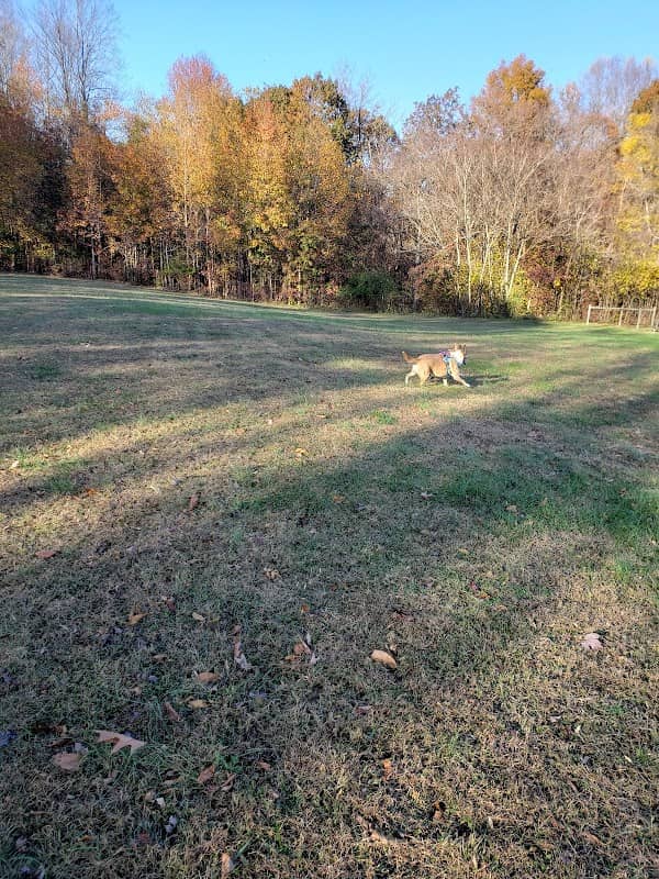 Grays Road Dog Park - Image 1
