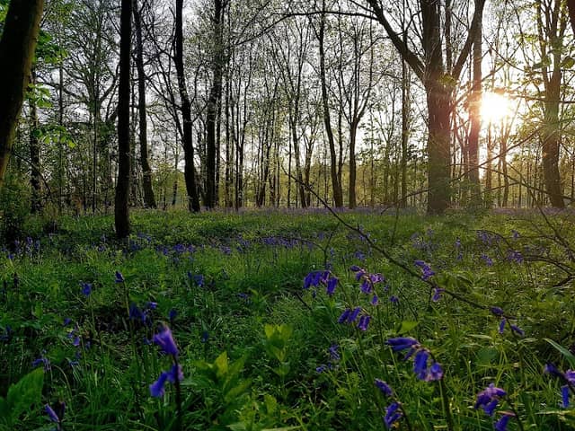 Hitchcopse Pit - Image 2