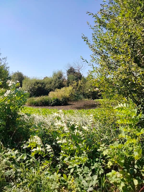 Woolmer Green Village Pond - Image 2