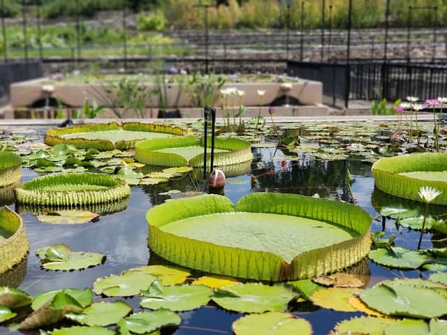 International Waterlily Collection - Image 1