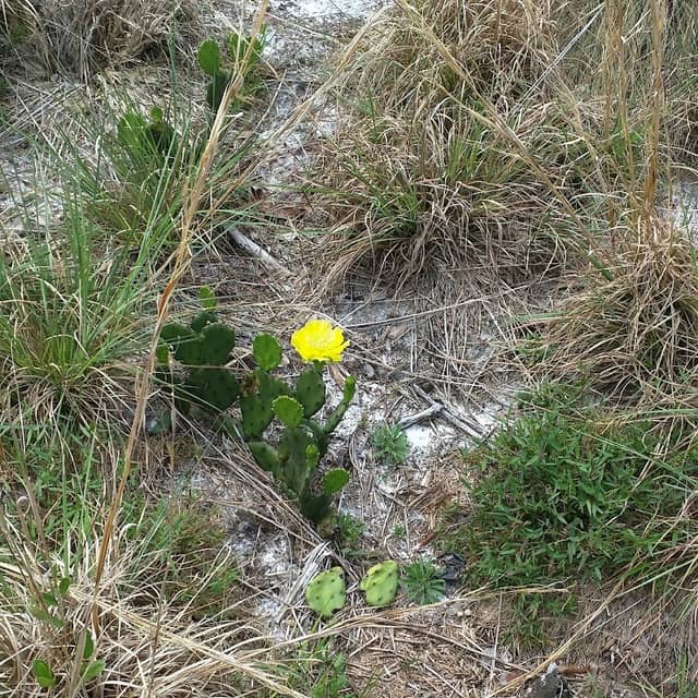 Florida Atlantic University Ecological Site - Image 2