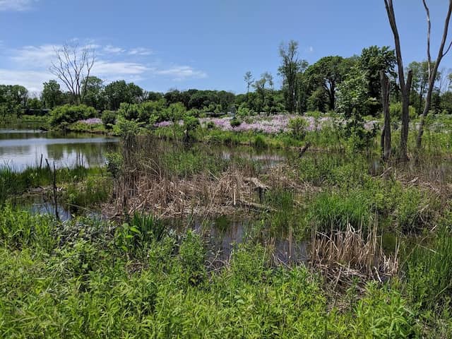 Middlefork Savanna Forest Preserve - Image 1