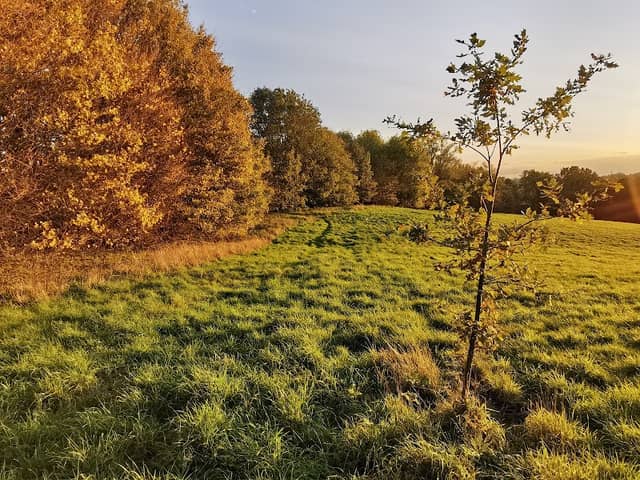 High Woods Country Park - Image 2