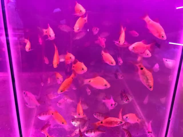 Siddhi Aquarium breeders & Wholesaler ,vengurla - Image 1