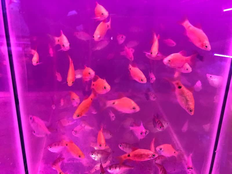 Siddhi Aquarium breeders & Wholesaler ,vengurla - Image 1