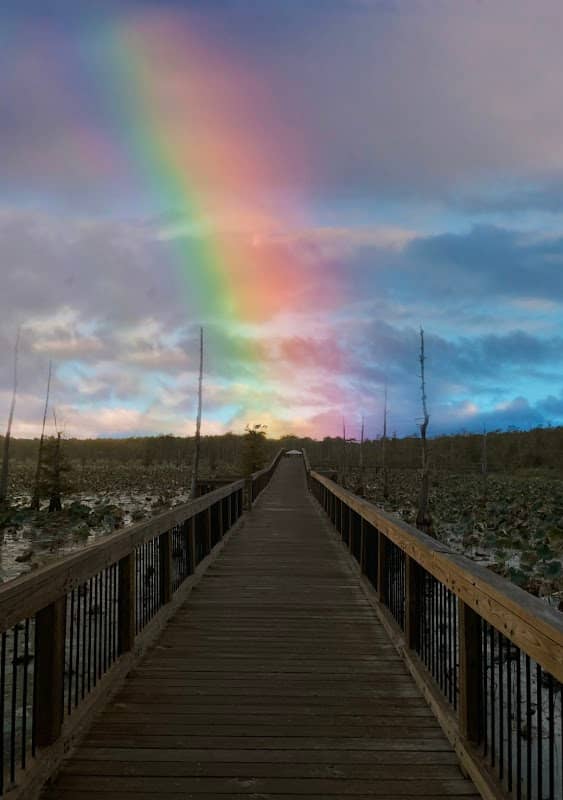 Black Bayou Lake National Wildlife Refuge - Image 3