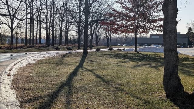 Gibson Park - Image 1