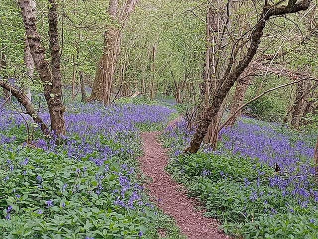 Great Merrible Wood - Image 2