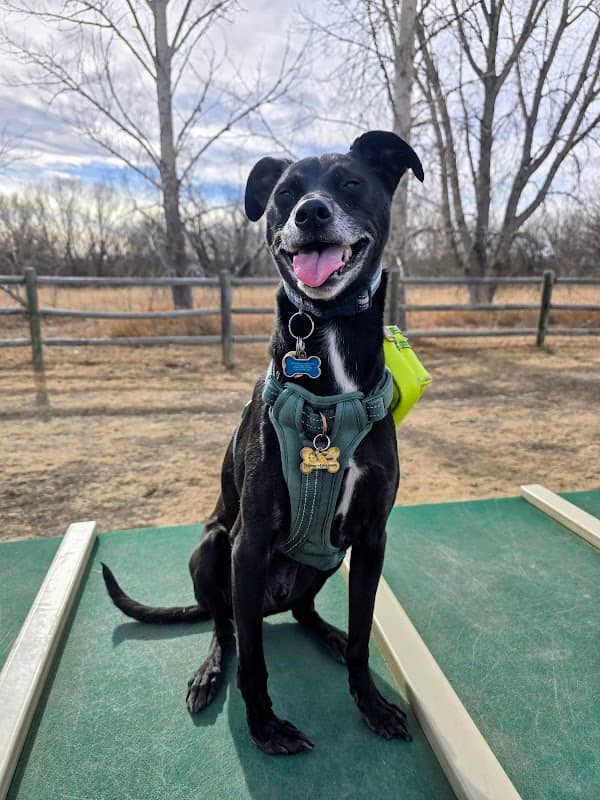 Poudre Pooch Park - Image 2