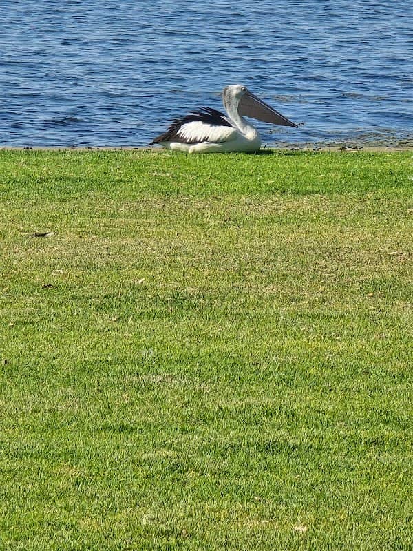 Yarrawonga Foreshore Reserve - Image 2