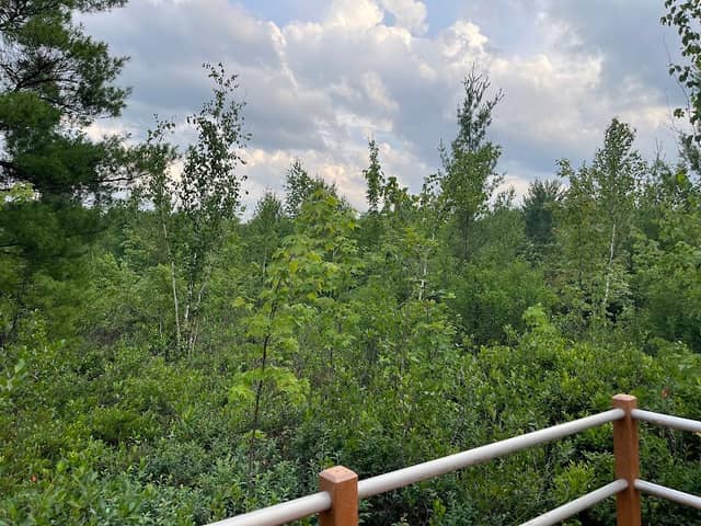Arbutus Bog - Image 1