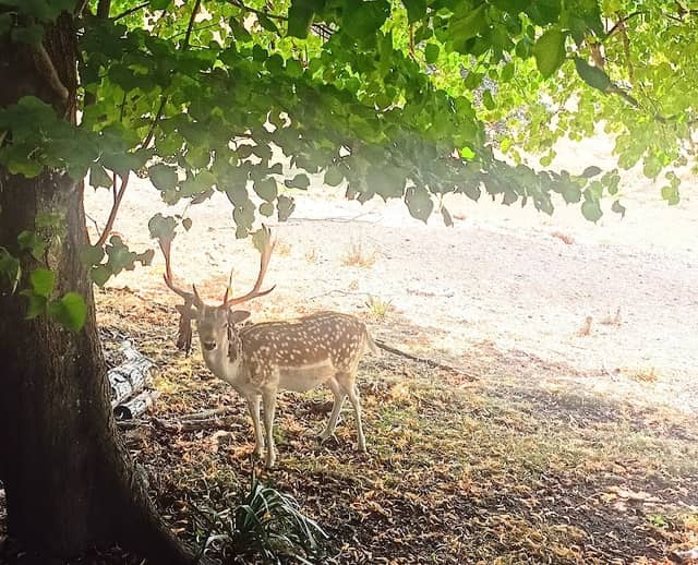 Deer Park - Image 1