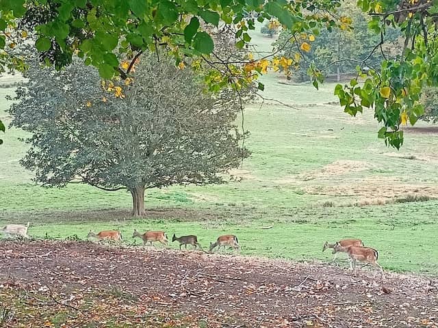 Deer Park - Image 2