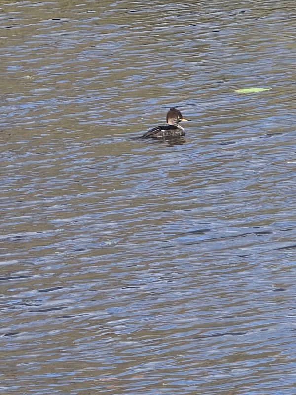 Medford City Park - Image 2