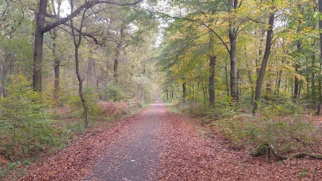 Hiesfelder Wald - Image 2