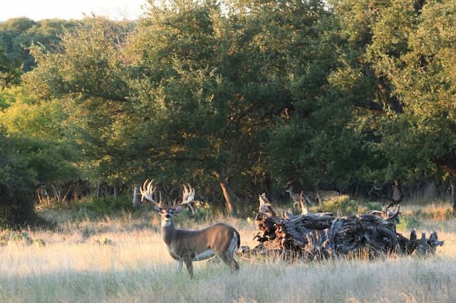 JDG Ranch - Image 1