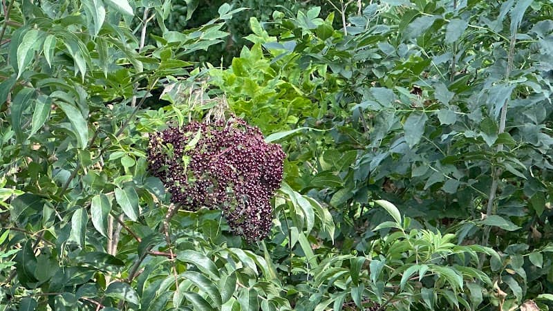 Cedar Wildlife Area - Image 1