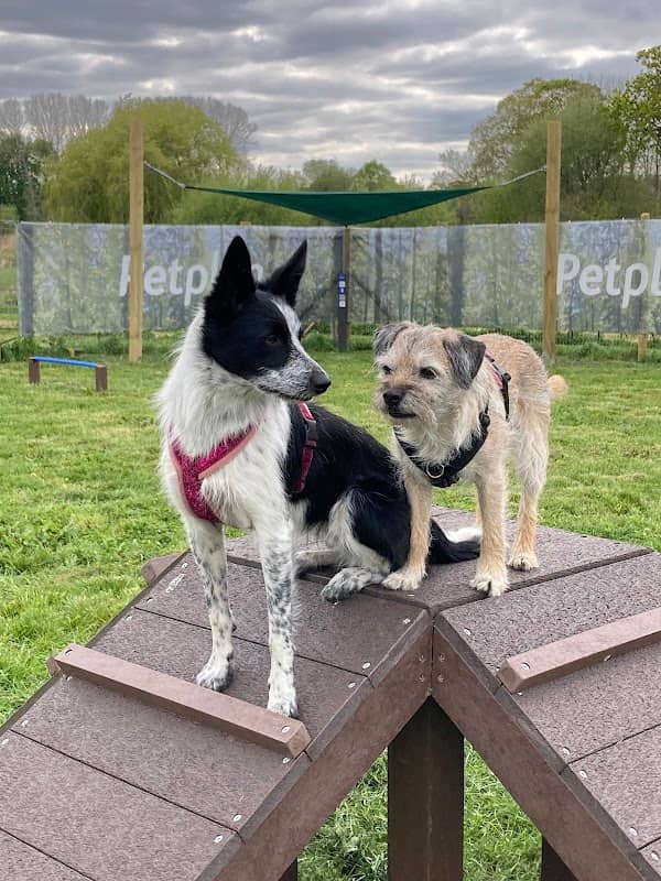 Petplan Dog Adventure Park - Image 1