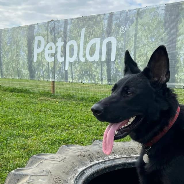 Petplan Dog Adventure Park - Image 2