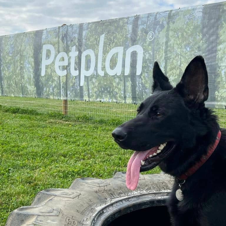 Petplan Dog Adventure Park - Image 2