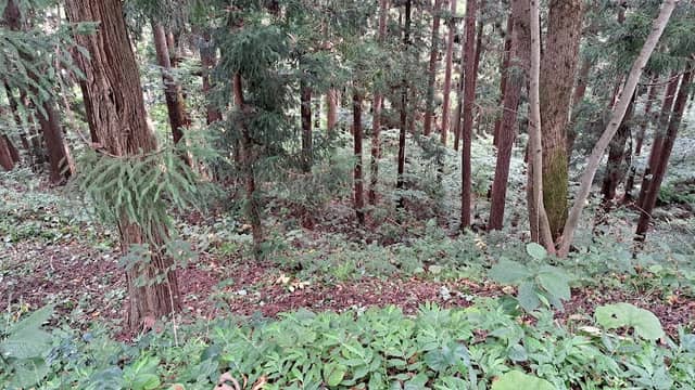桜清水 - Image 1