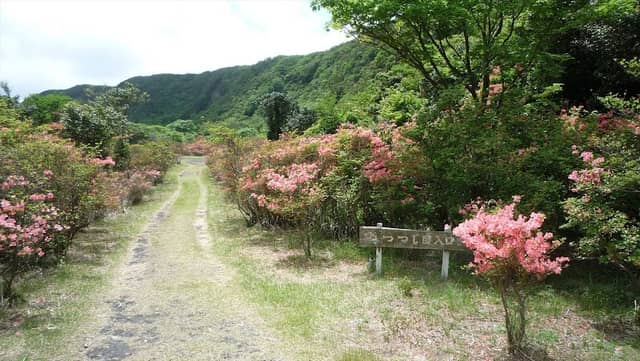 Vegetation Regeneration Trail - Azalea Garden - Image 3