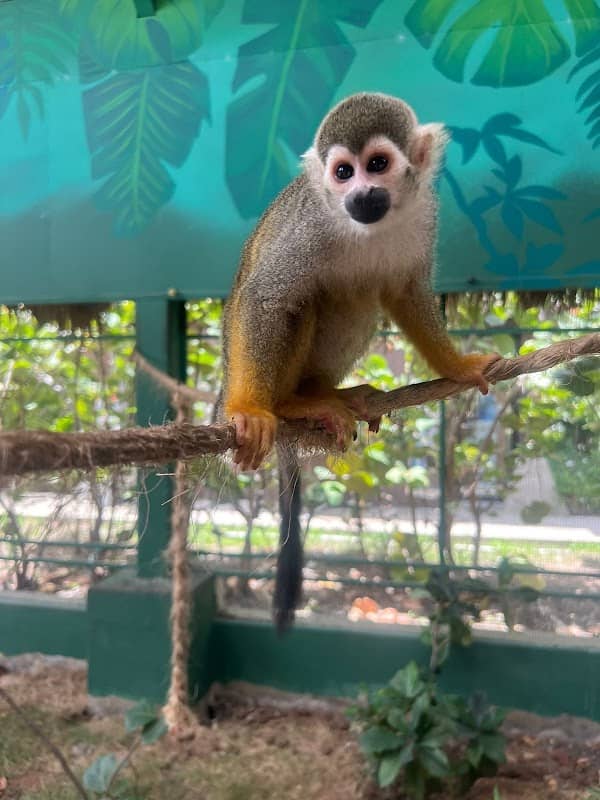 Monkey Island by Runners Adventures - Image 2