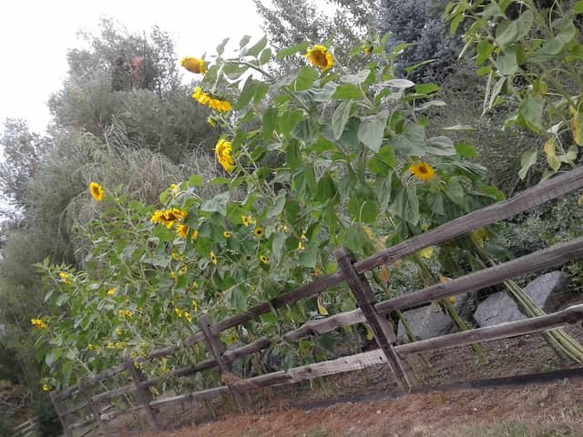 Woodie Hollow Park - Image 2