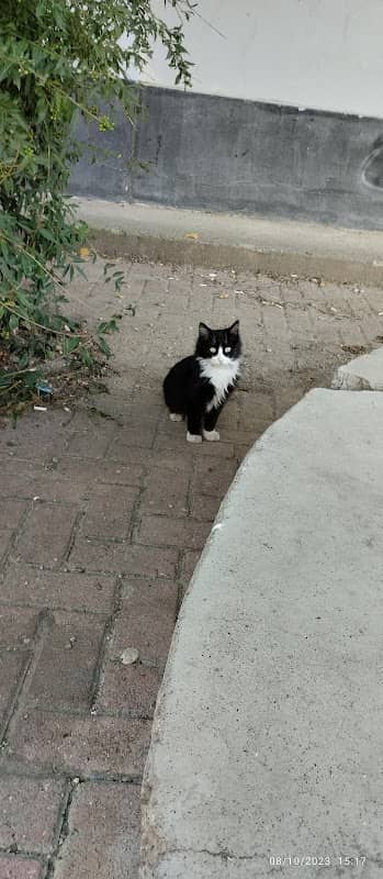 Özenkur Parkı - Image 2