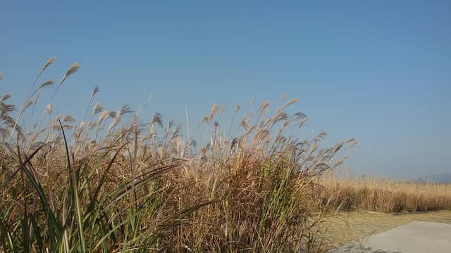 삼락공원 강나루갈대광장 - Image 2