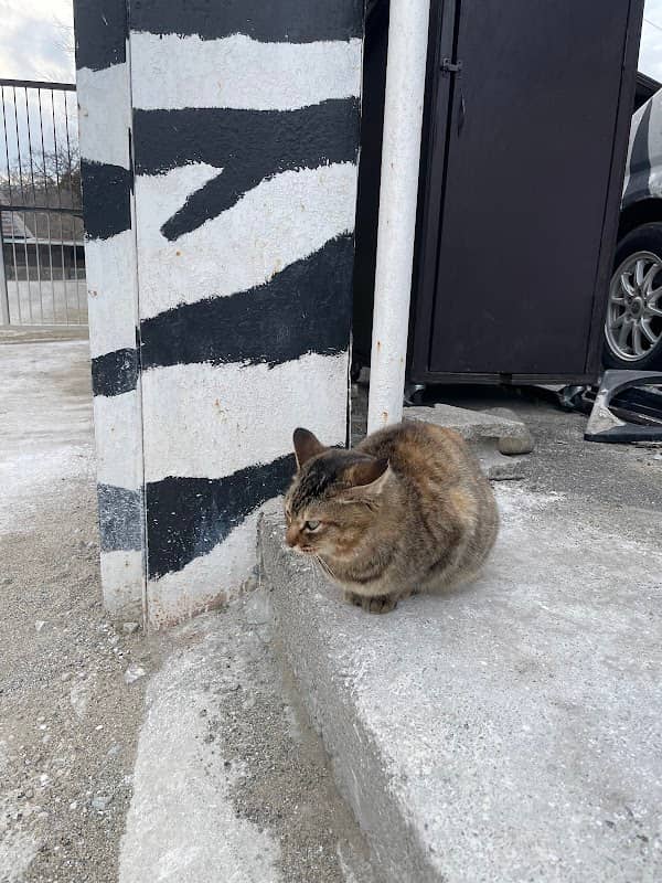 まにゅねこ - Image 1