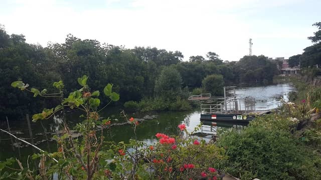 Wisata bangau waduk Lhokseumawe - Image 1
