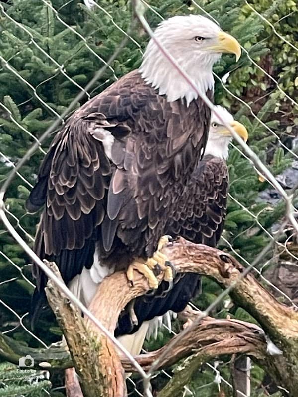 ZooAmerica - Image 1
