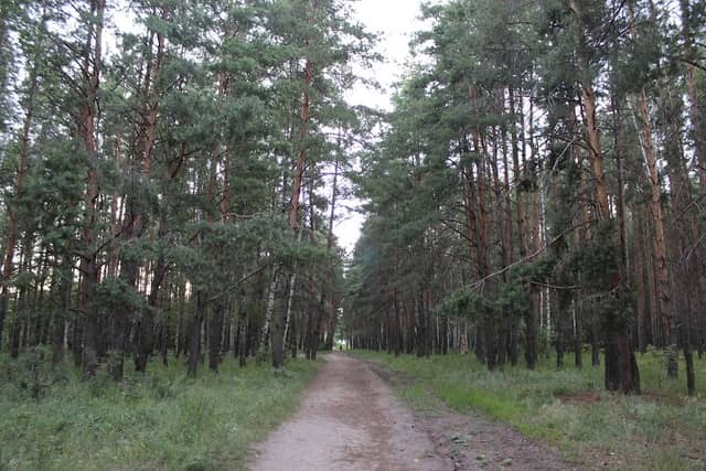 Shilovskiy Sosnovyy Les - Image 1