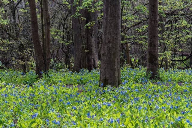 Poland Municipal Forest - Image 2