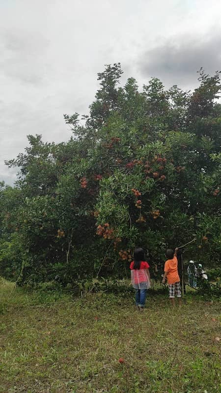 Kebun Wisata Rambutan - Image 1