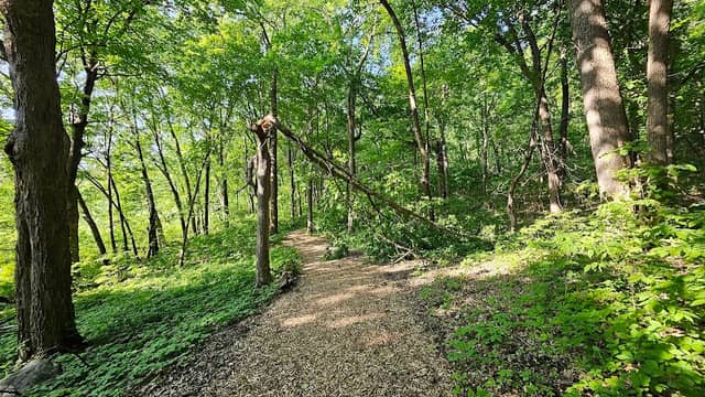 Rasmussen Woods - Image 2