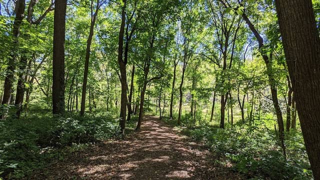 Rasmussen Woods - Image 1