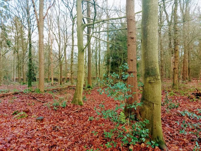 Wandelbos Ontwijk - Image 1