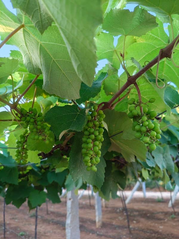 Nagesh Farm - Image 1