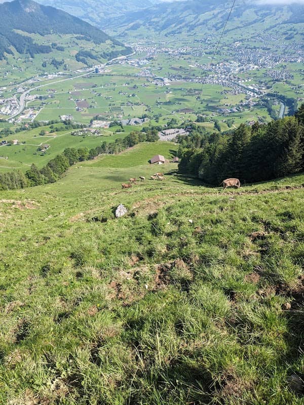 Der Pfad zum Fronalpstock (Feld) - Image 1