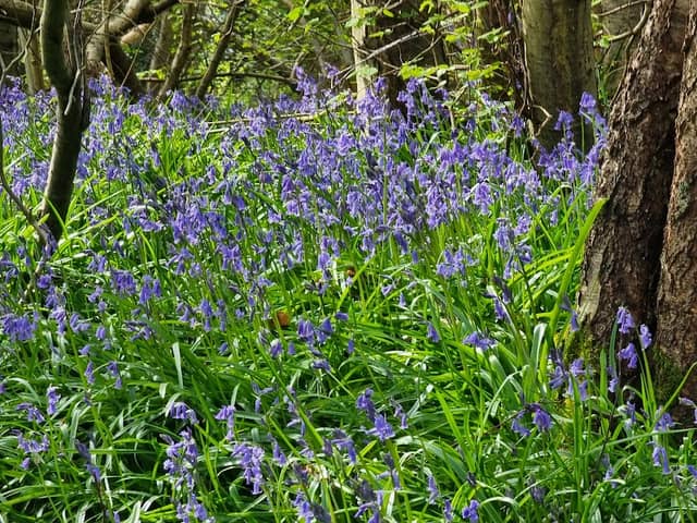 Fairlight Wood - Image 1