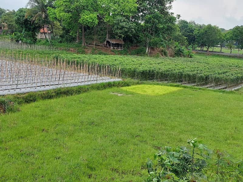 Saung Jangkung Farm - Image 2