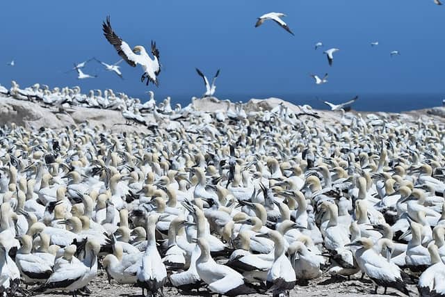 Lambert’s Bay Bird Island Nature Reserve - Image 1